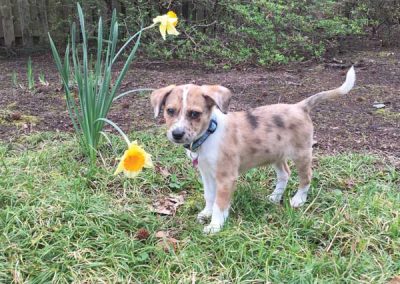 Sugar as a puppy